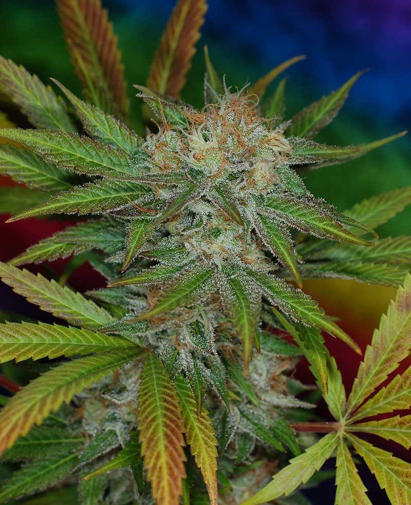 Jillybean Strain Information CannaConnection