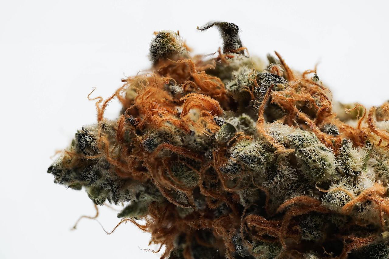 Cookies and Cream Strain Information Strain