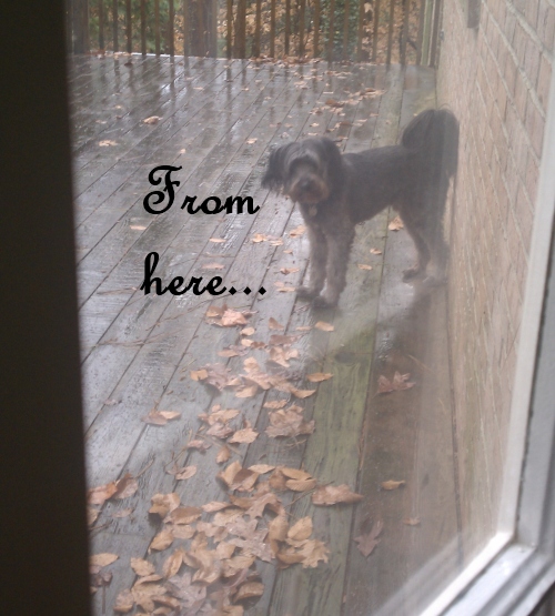 Dear dogs, peeing in the rain is not illegal, I looked it up