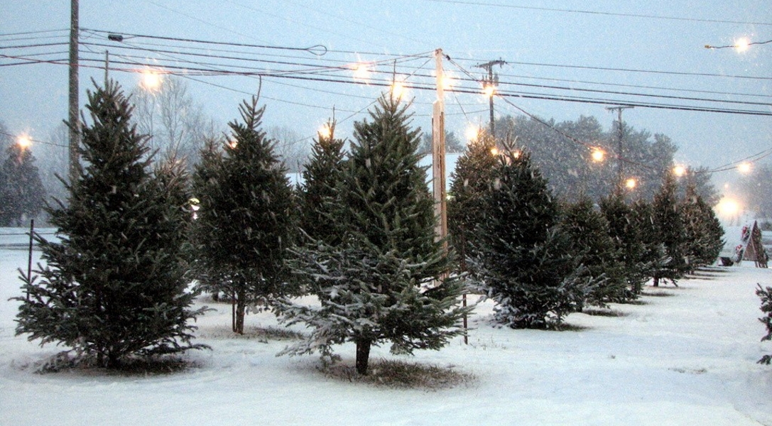Dave's Maine Christmas Trees and Wreaths, Lynchburg, Virginia