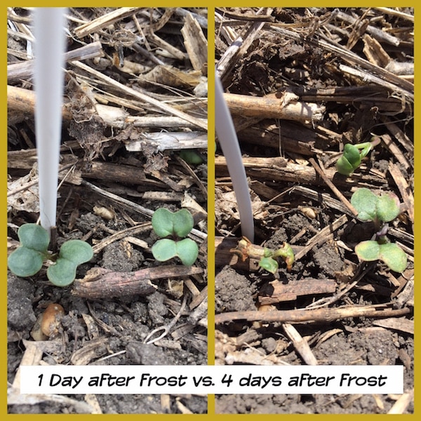 Two common questions after a spring frost The Canola Council of Canada