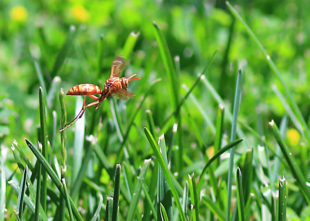 Paper Wasp in flight Canon Forums