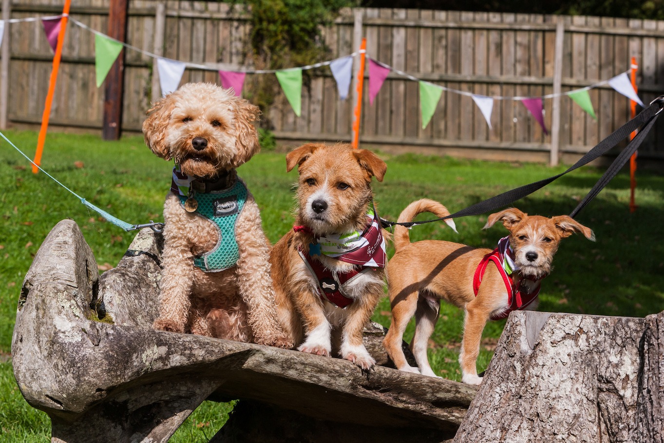DogFriendly Dartmoor Canonteign Falls and much more! Canonteign Falls