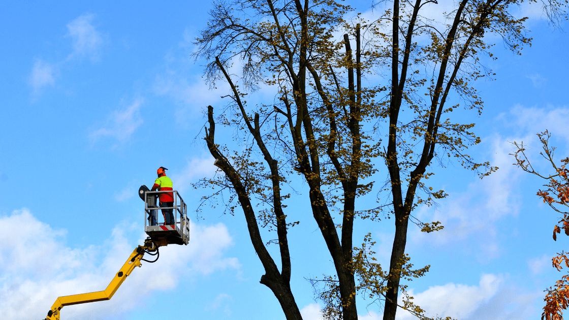 TOP 5 IMPORTANT REASONS TO HIRE A QUALIFIED CONSULTING ARBORIST