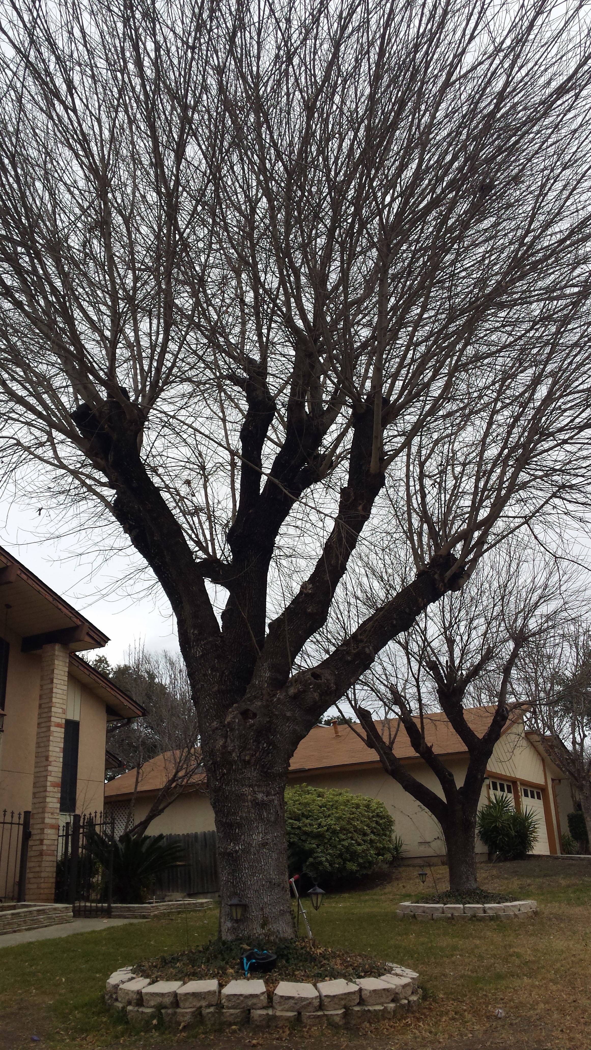 Top A TreeWhack Your Trees and They Will StarveCanopy Tree Service