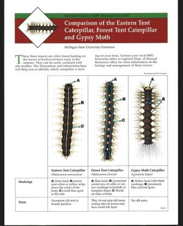 Comparison of the Eastern Tent Caterpillar, Forest Tent Caterpillar