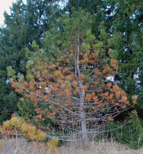 Why are my pine trees turning brown? Christmas Trees
