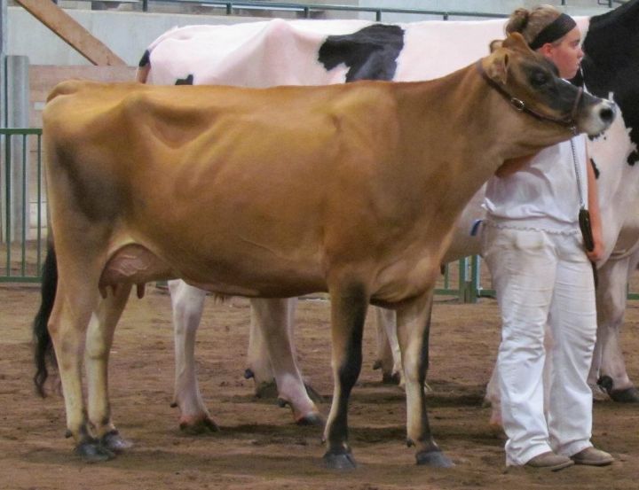 History of dairy cow breeds Jersey MSU Extension