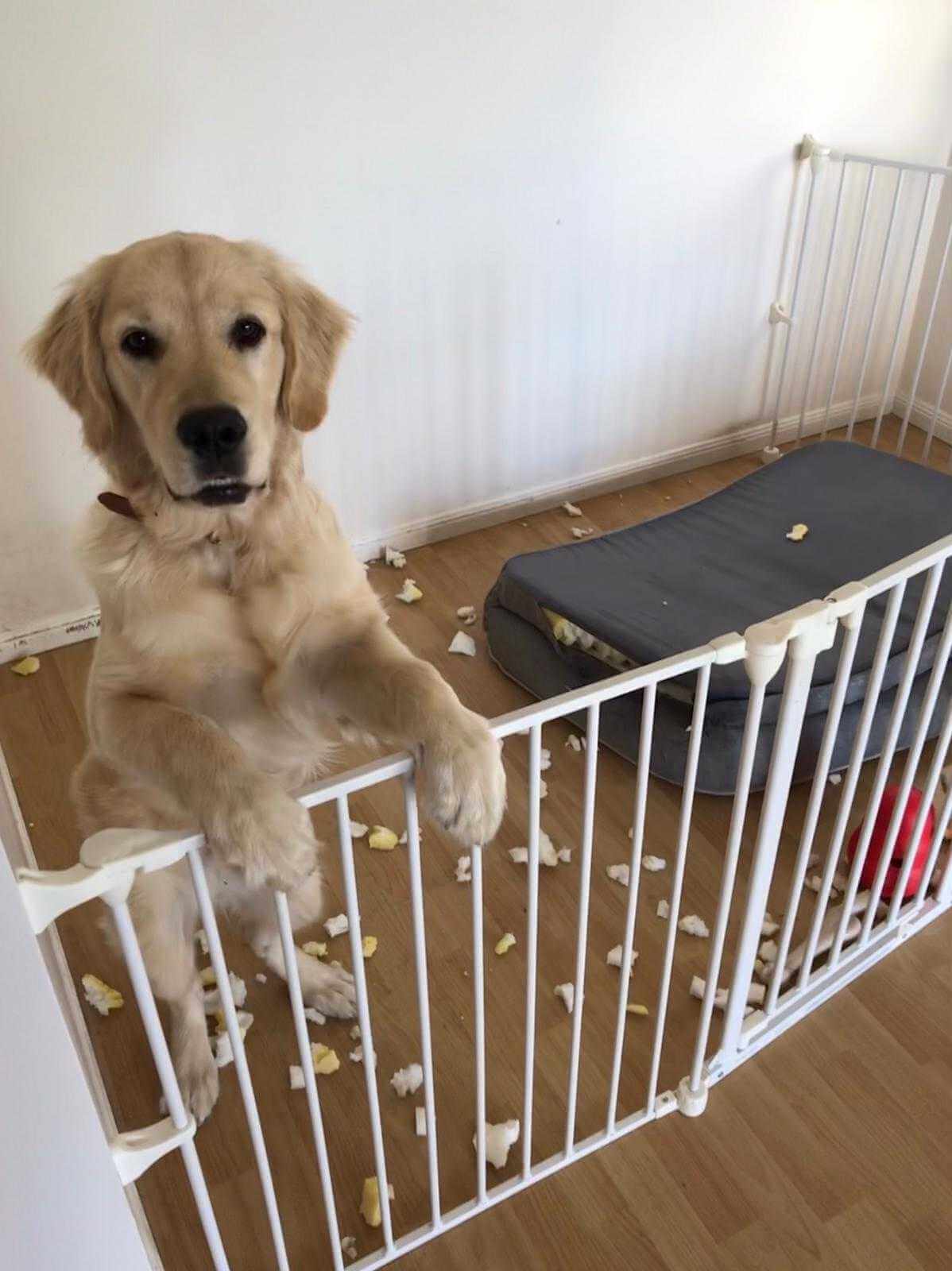 Doggy Daycare Costs What to Look Out For Canstar