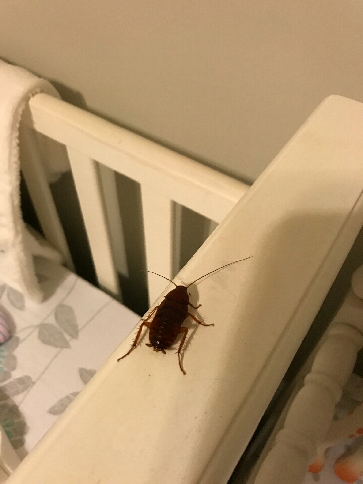 Smoky Brown Roaches Canton Termite & Pest Control