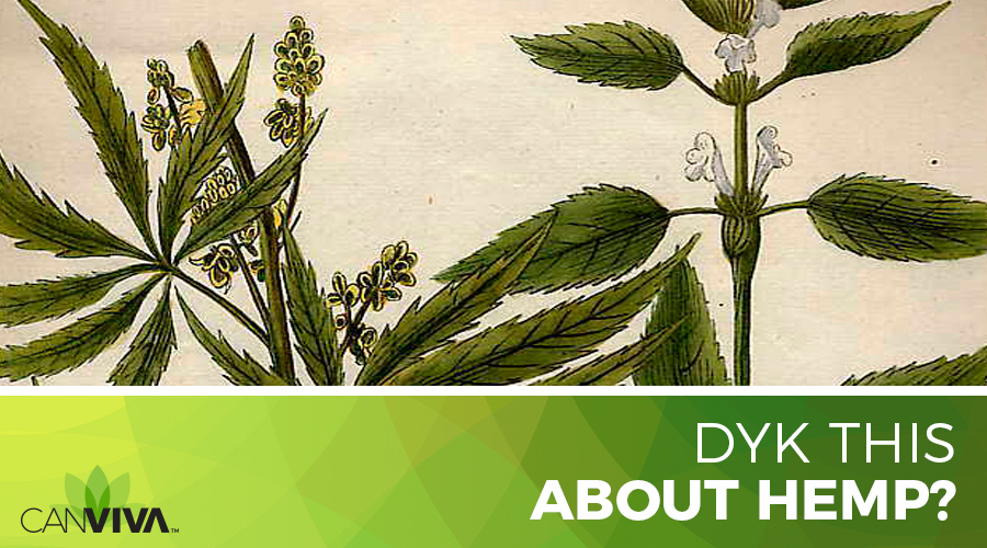 DYK This About Hemp? Interesting Facts & History CANVIVA
