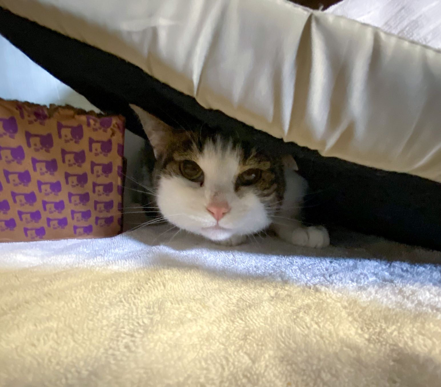 Waggin' Wednesday Hercules, A Shy Maine Coon Cat, Hoping For A Quiet Home (With Video