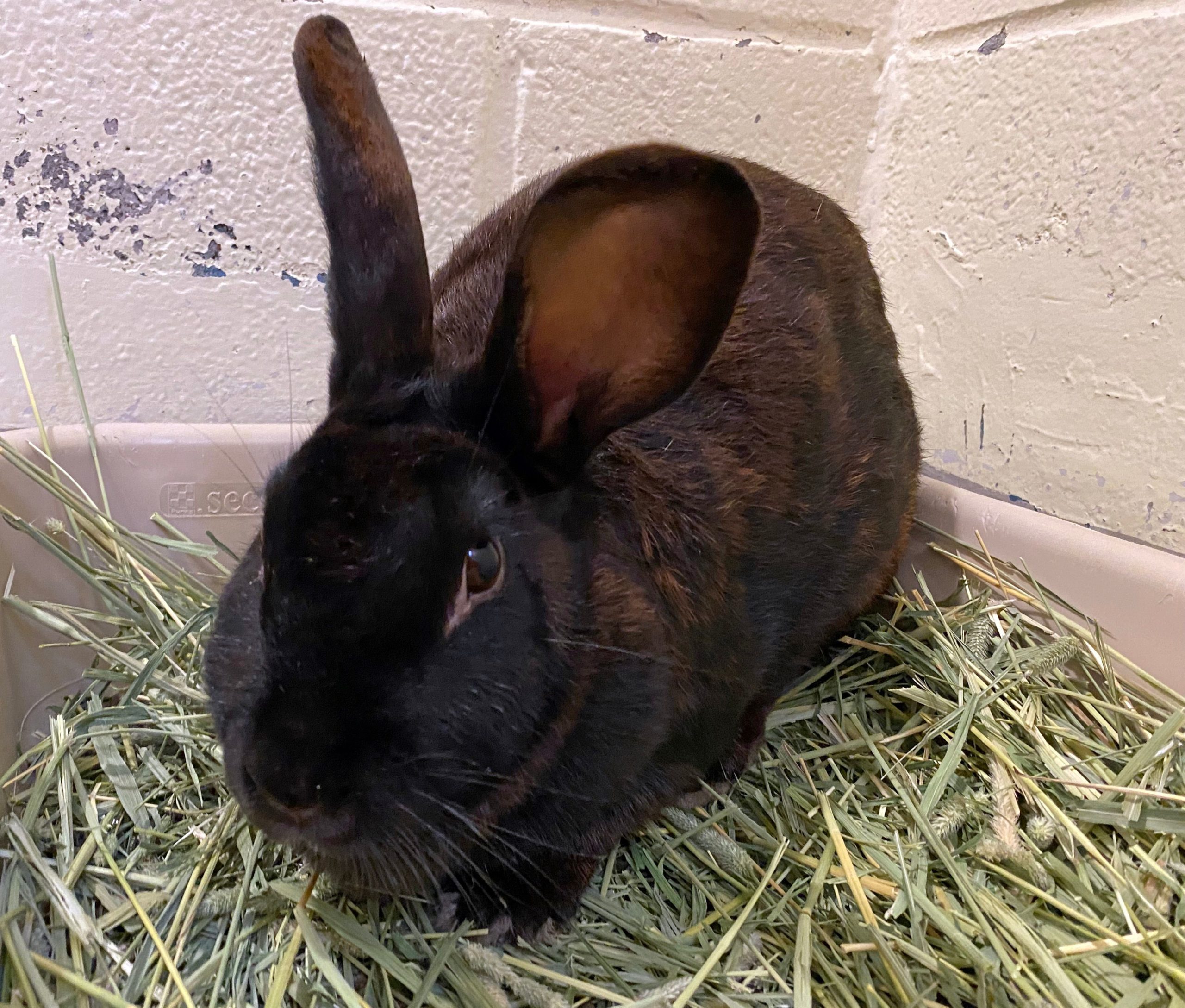 Waggin' Wednesday Meet Maria The Bunny!