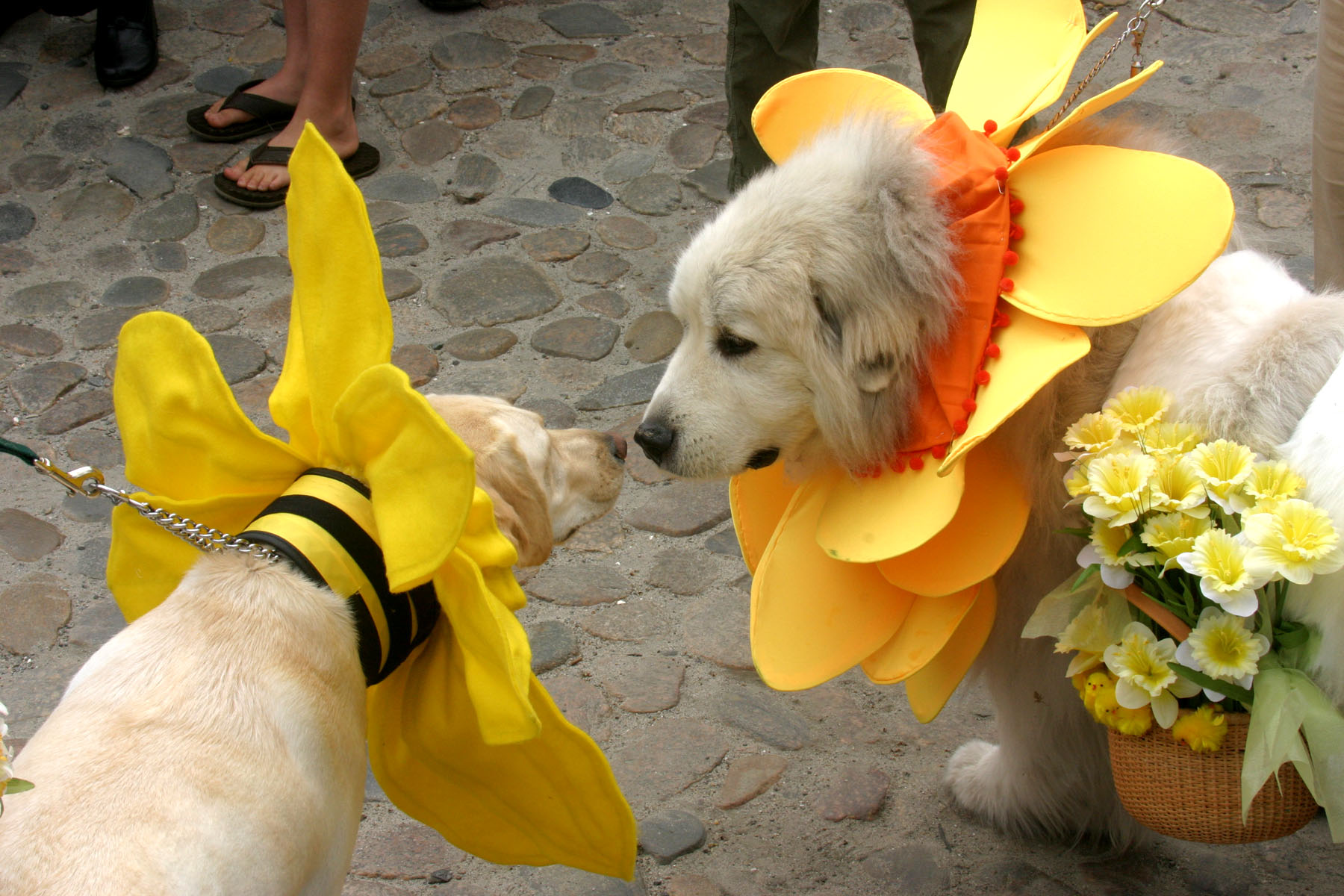 Nantucket Daffodil Festival Kicks Off Today