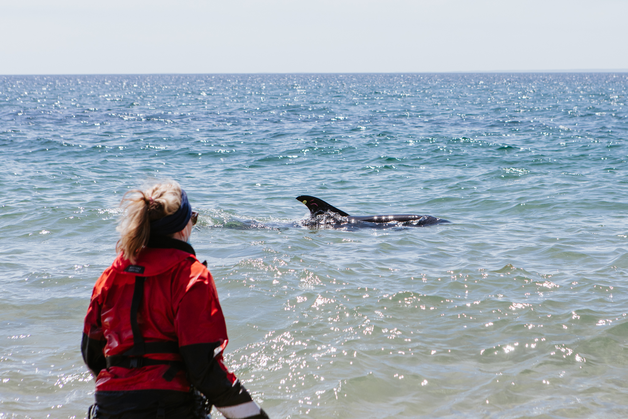 Seven dolphins strand at Wellfleet low tide on Wednesday
