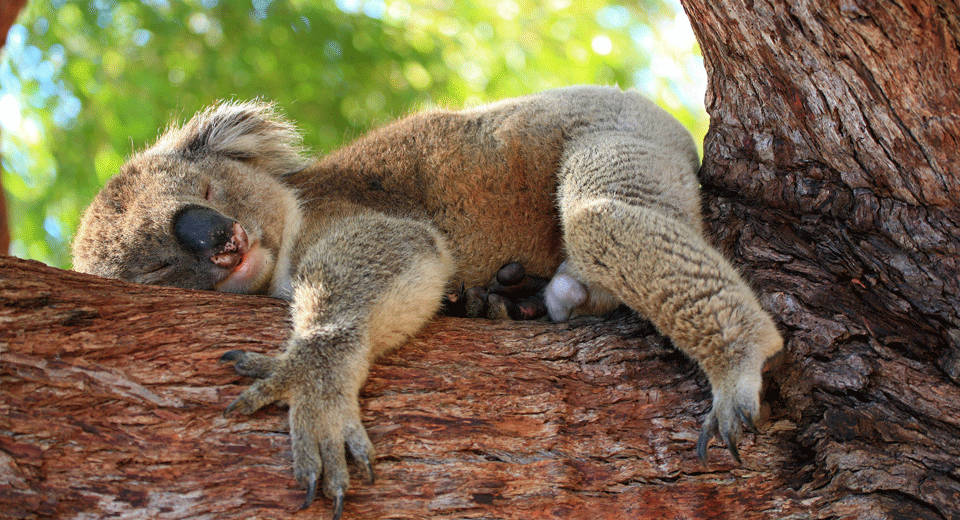 Are You Sleeping Like a Giraffe or a Koala?