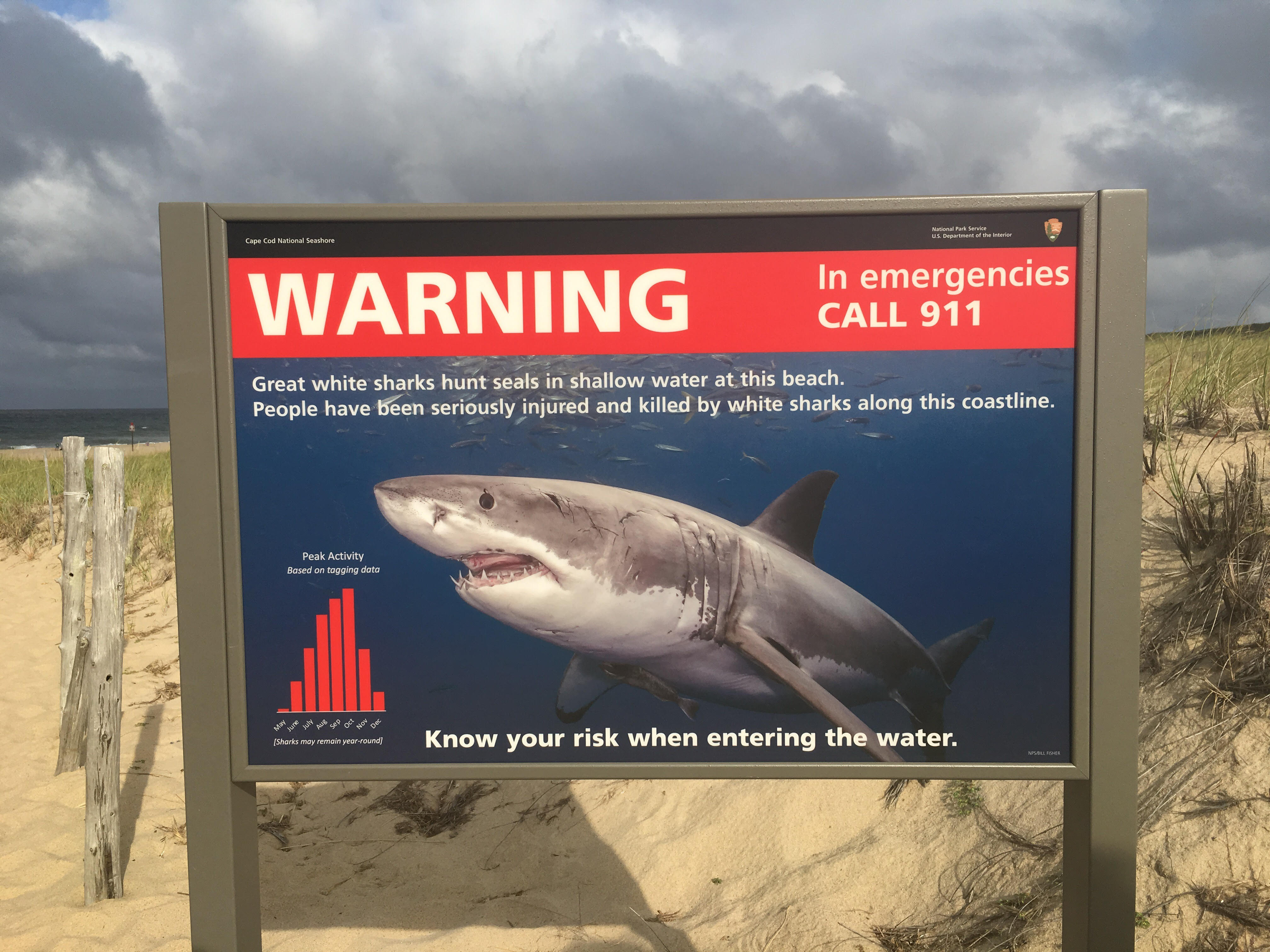 Marconi Beach Closed for 2nd Time Wednesday after Shark Sighting