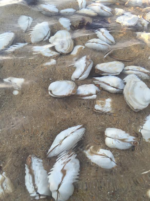 Provincetown Beach Awash in Surf Clams