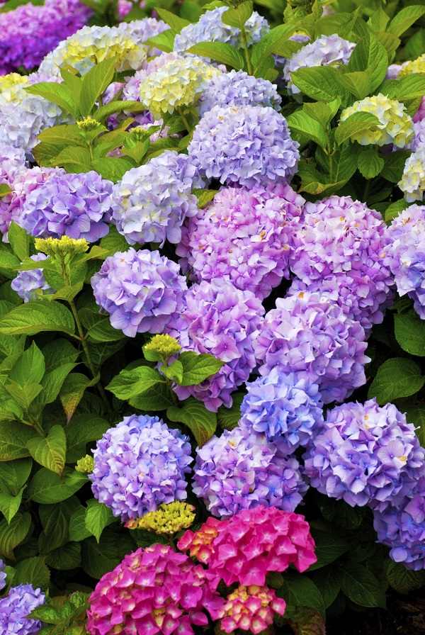 2019 dates Announced for 5th Annual Cape Cod Hydrangea Festival