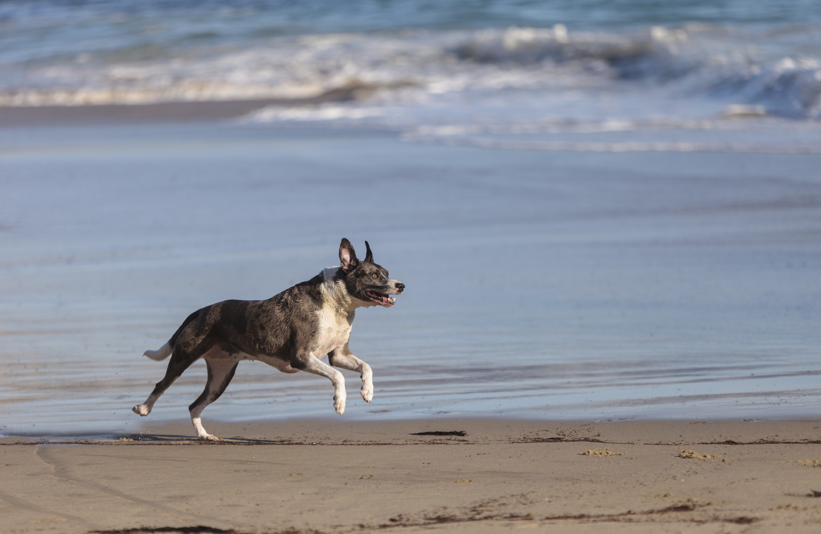 Walking and Wagging The Best Hiking Spots for You and Your Dog
