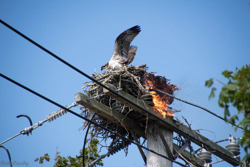 Ospreys rescued from burning nest on utility pole in Osterville