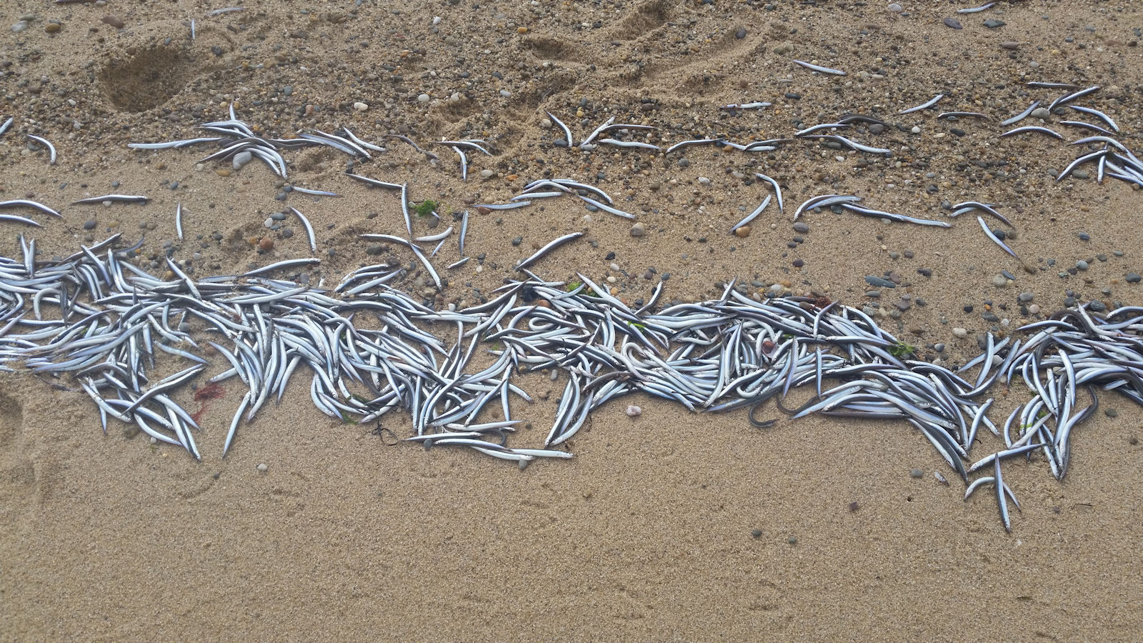 Large quantity of dead sand eels wash up at Herring Cove in