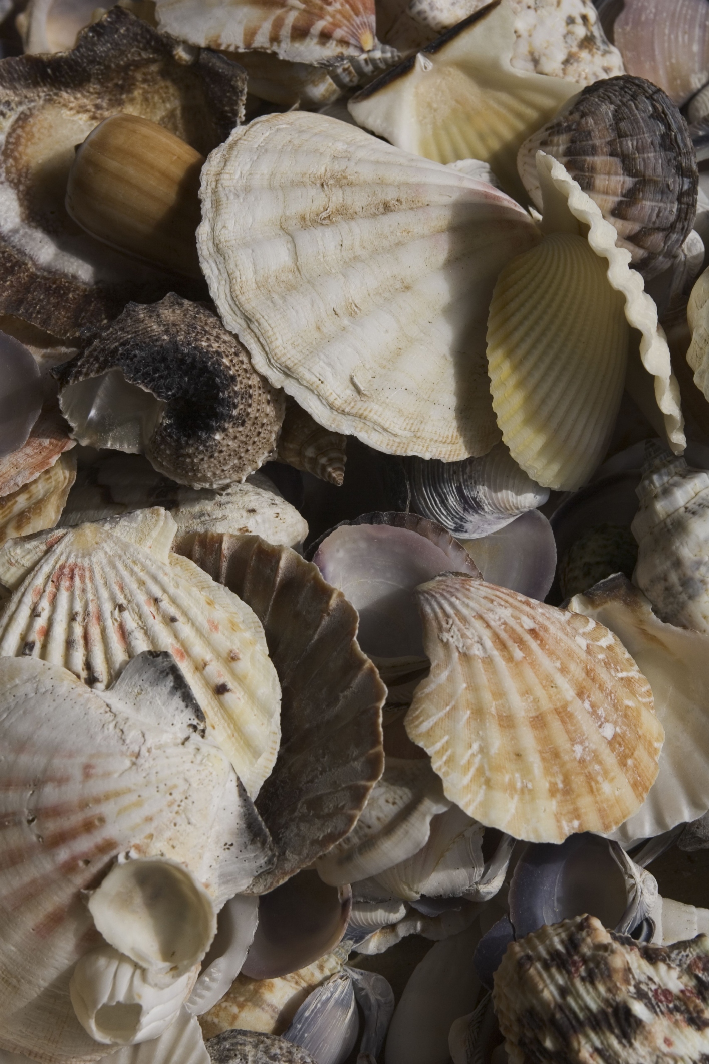 Tweaks to Lucrative East Coast Scallop Fishery Up For Debate