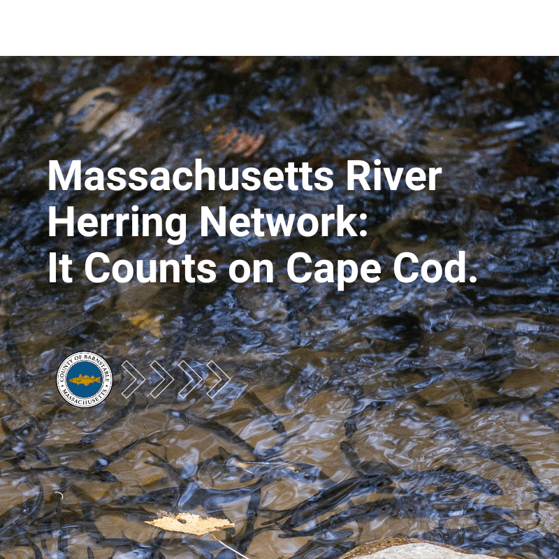 Massachusetts River Herring Network It Counts on Cape Cod