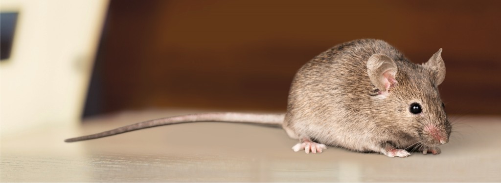 How Can I Get Rid of Mice in My Tallahassee Home? Capelouto Blog