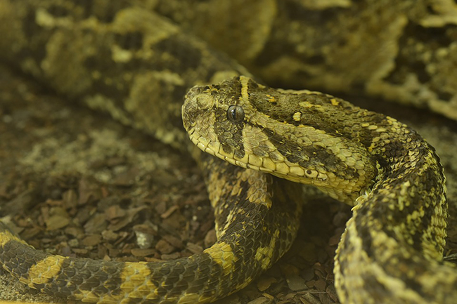 Cape's most venomous snakes CapeTown ETC