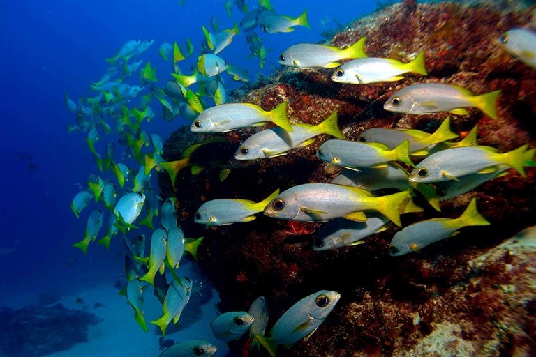 Cape Verde Diving