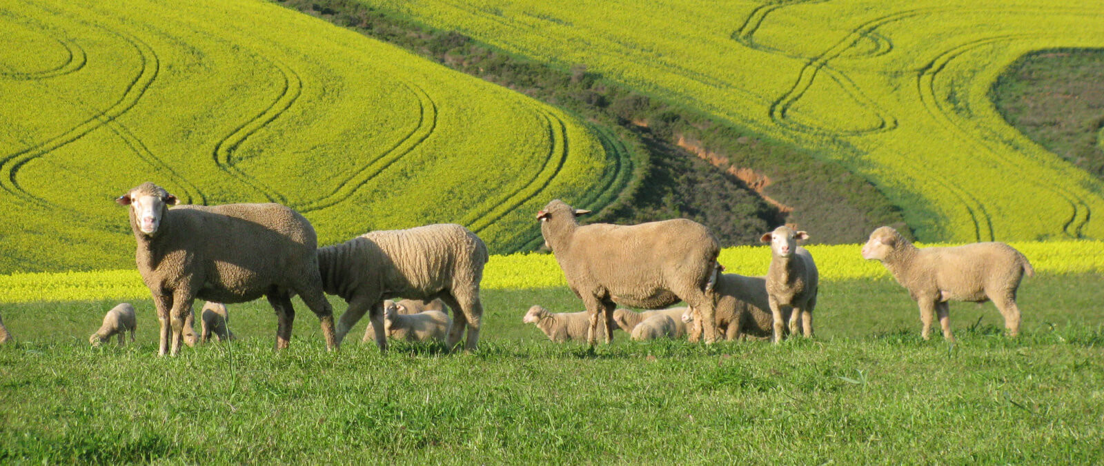Cape Wools SA The Story of Wool