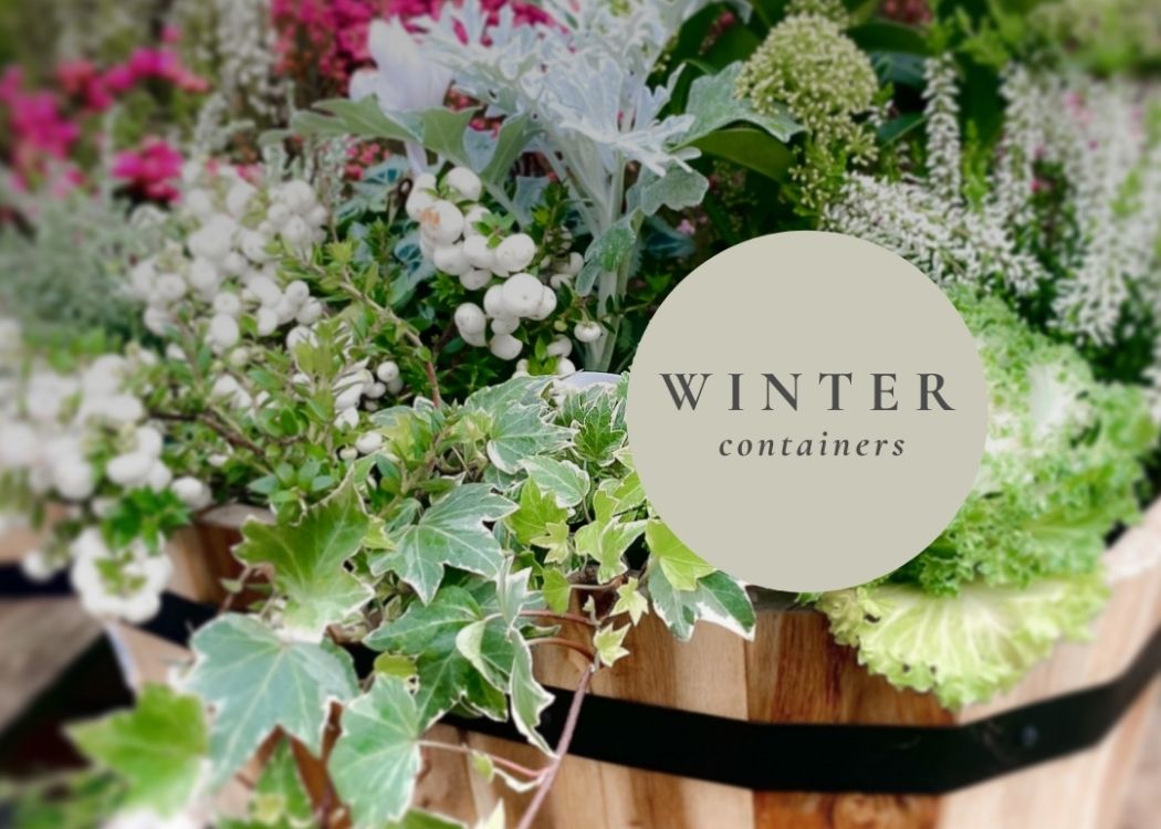 winter garden plants uk You Have Grown Up Record Slideshow