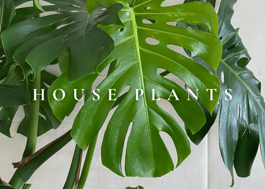 Top Ten EasyCare Houseplants Capital Gardens