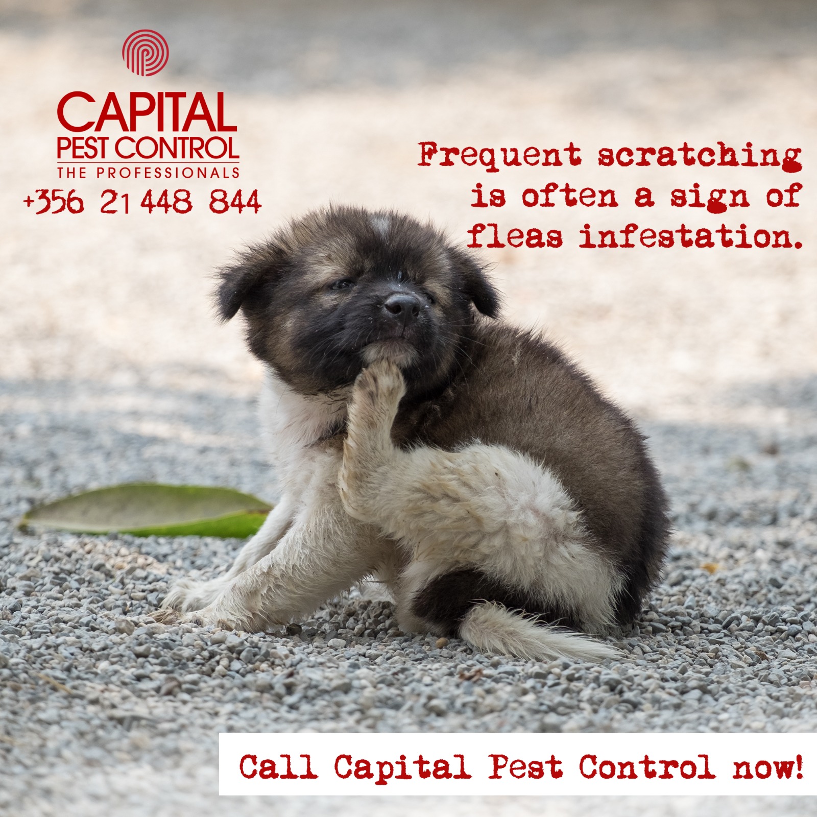 Pets and Fleas Capital Pest Control