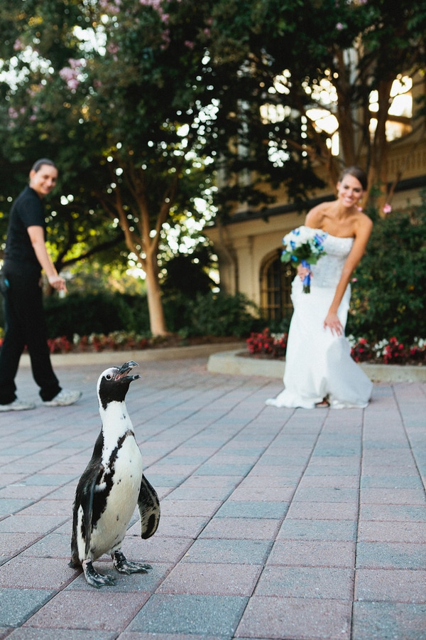 Laura & Andrew's Baltimore Zoo Wedding in Maryland Capitol Romance