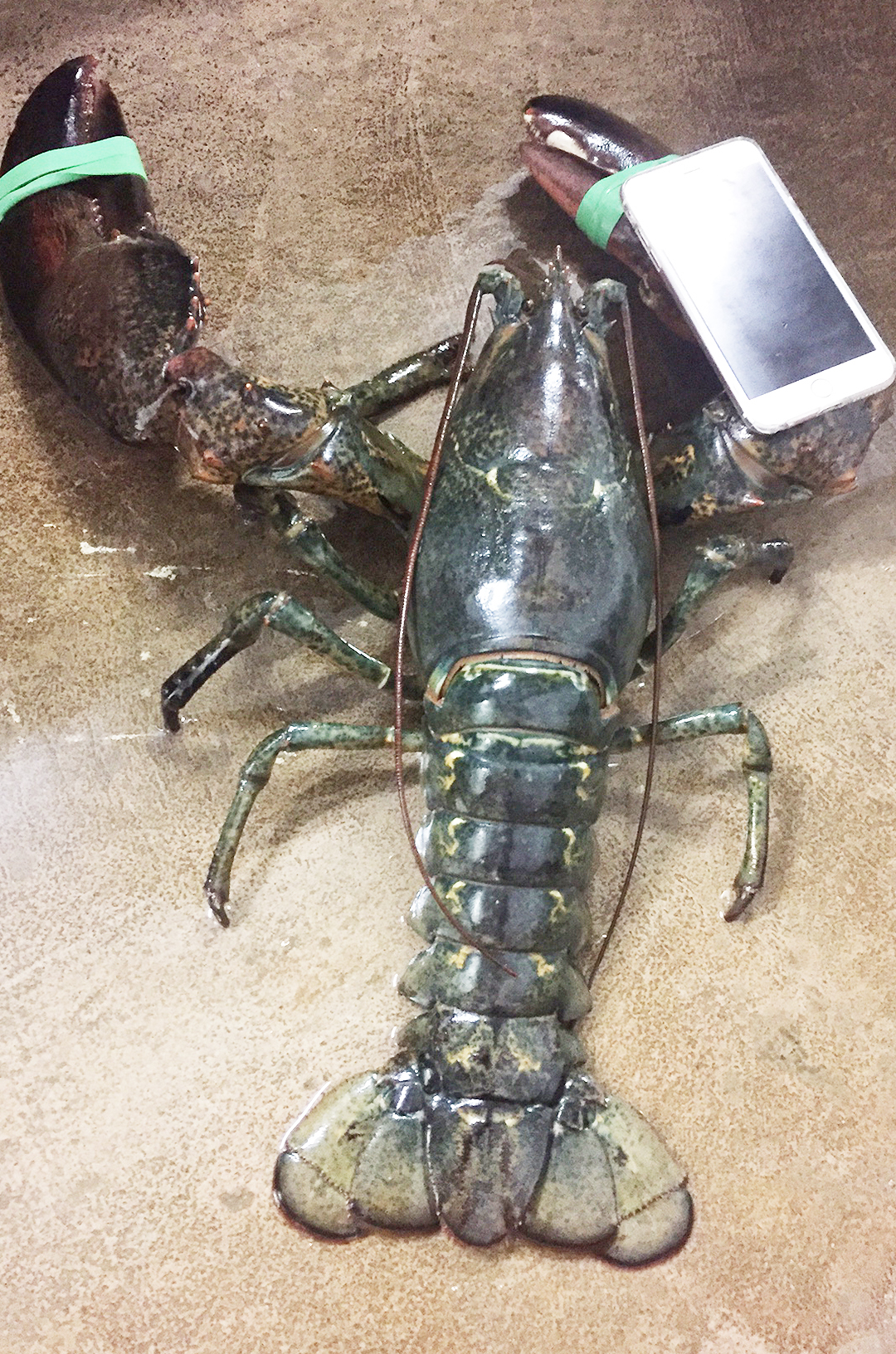 North Atlantic Lobster Captain Atlantic