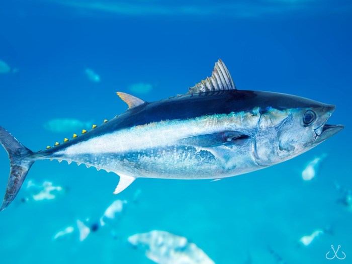 Is tuna fish good for diet