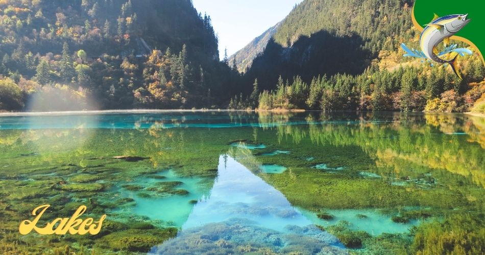 The 9 Best Fishing Lakes in Houston Captain Dixon