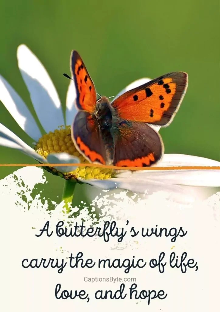 155 Butterfly Captions for Instagram(Cute, Short, Quotes, etc.) Captions Byte