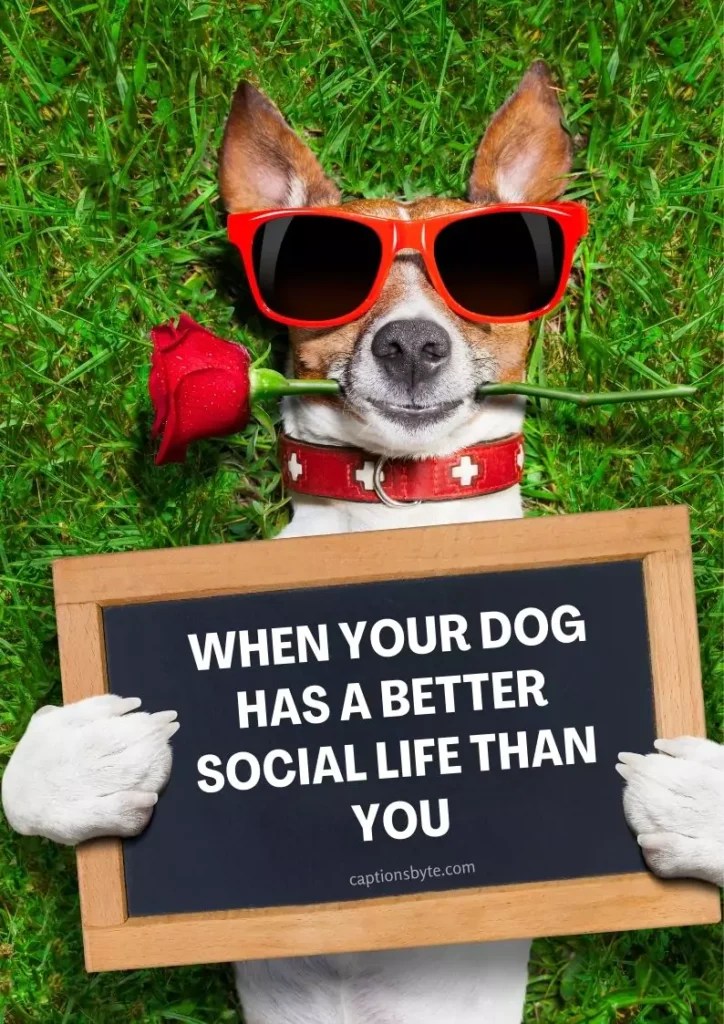100 Dog Captions for Instagram(Short, Cute, Funny, etc.) Captions Byte