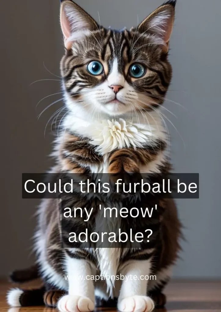 125 Cat Captions for Instagram [2023] To Make You Smile! Captions Byte