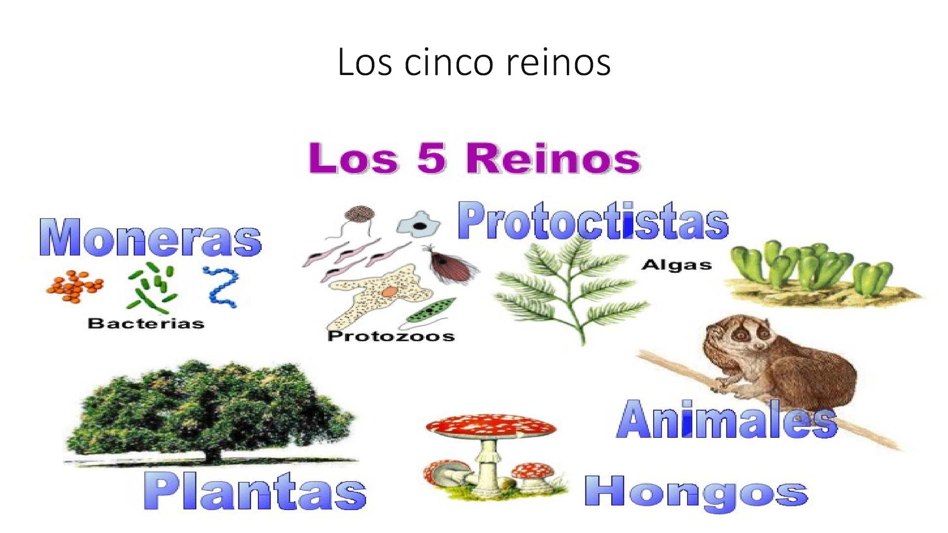 Características de los 5 Reinos