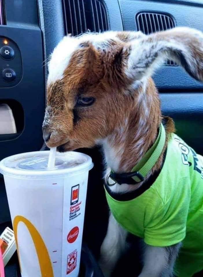 The truth about Rockville Audio | CarAudio.com Car Audio Forum