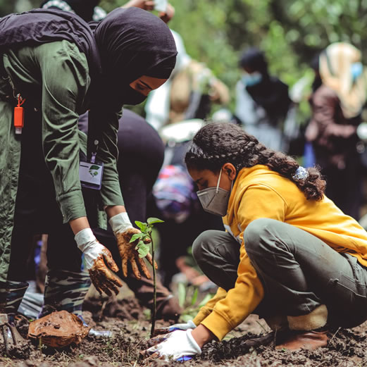 How much CO2does one tree sequester per year? Carbon Offset Extension