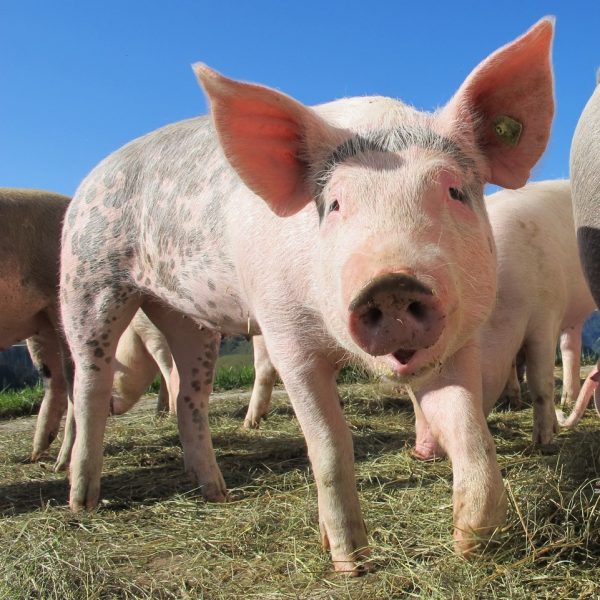 Region on high alert for African Swine Fever Caribbean Agricultural