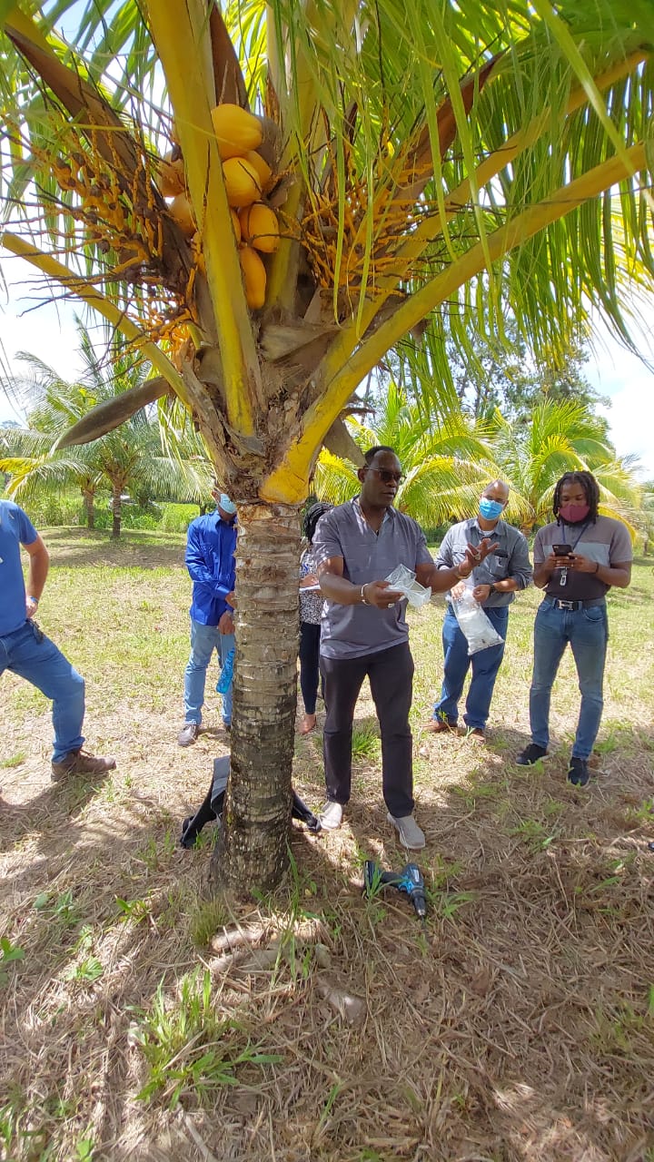 Building capacity of research staff to detect Lethal Yellowing disease