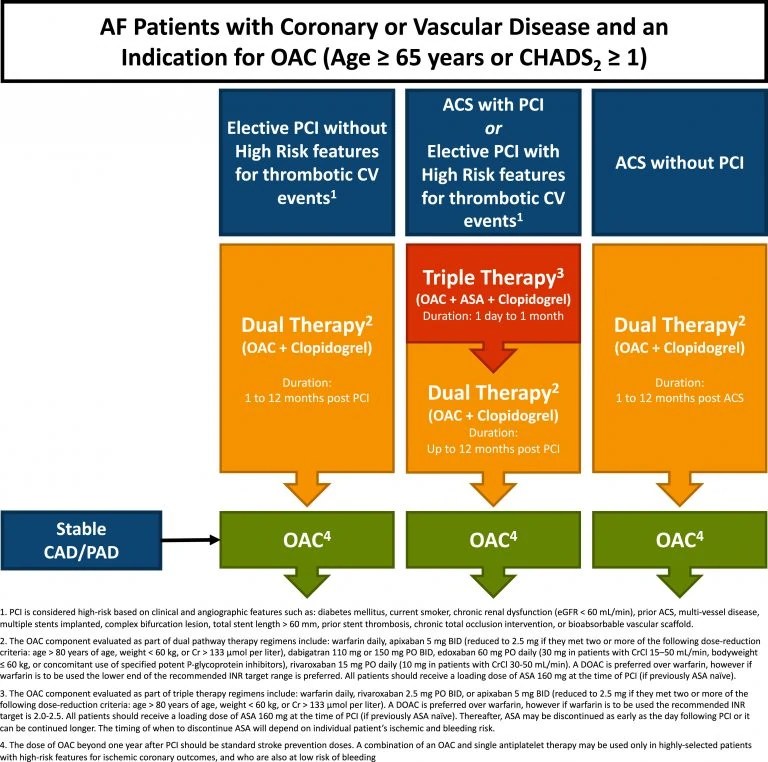 Atrial Fibrillation Cardio Guide