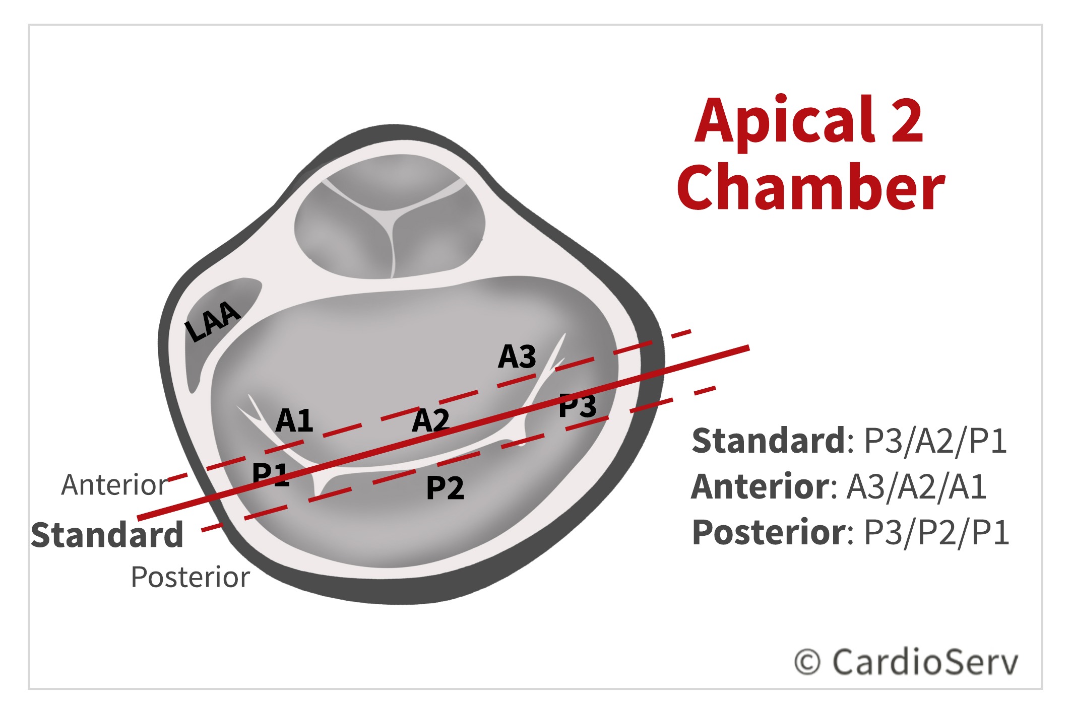 Finally... Mitral Valve Orientation Explained! Cardioserv