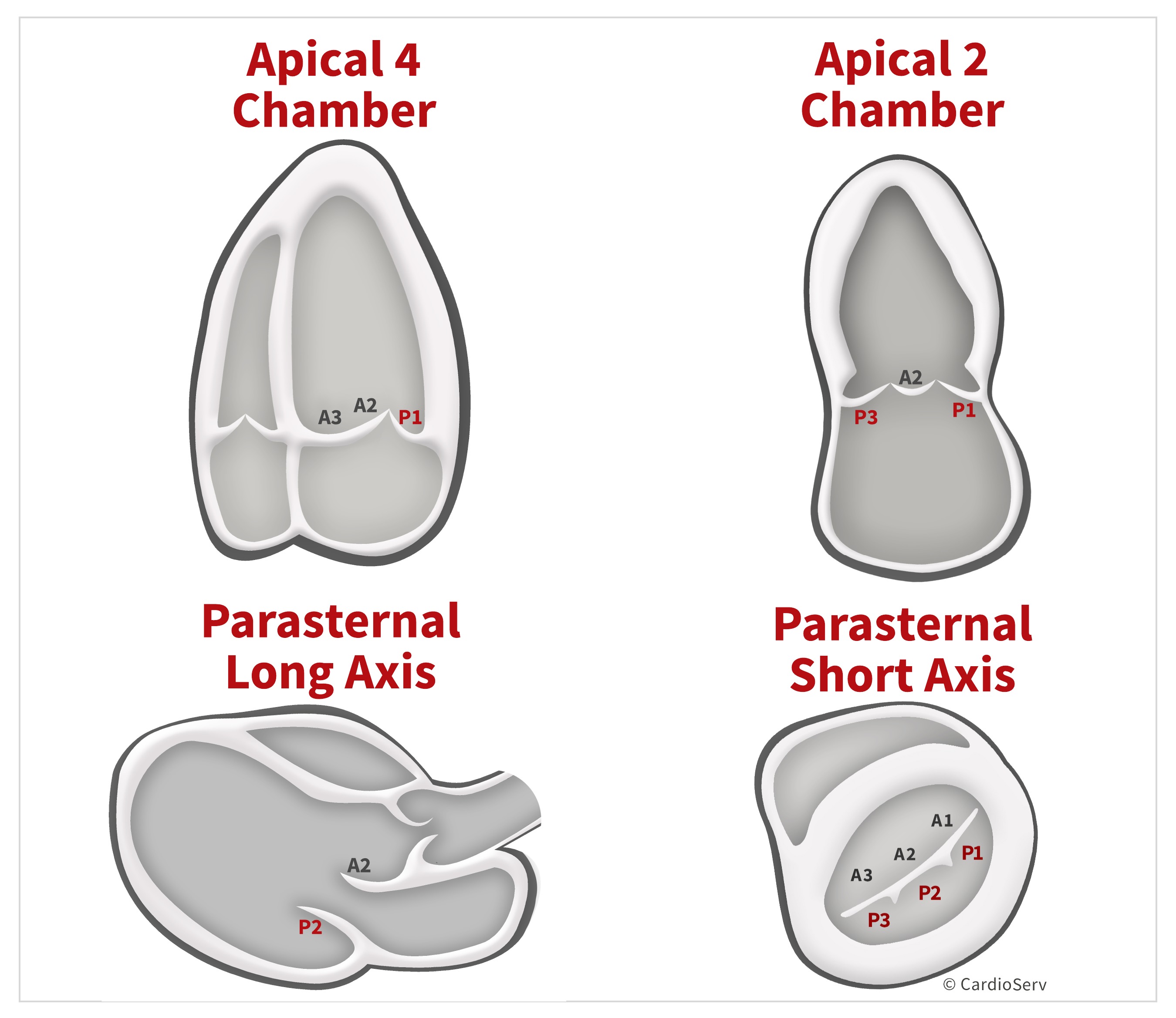 Finally... Mitral Valve Orientation Explained! Cardioserv